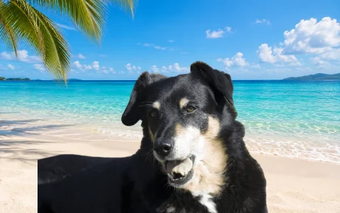 Dog GIF cutout placed on a beach background