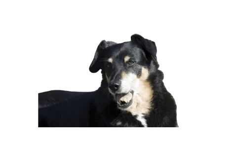 Dog cutout resized on a transparent canvas