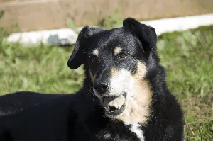Original frame of the yawning dog GIF before background removal