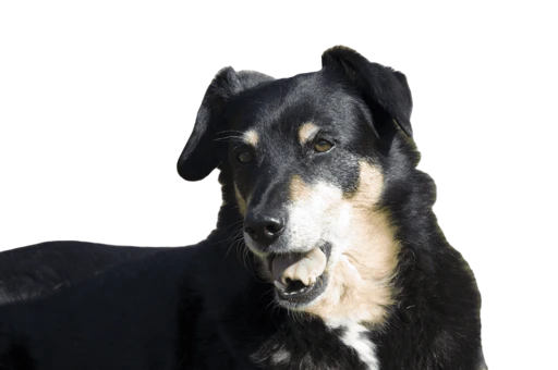 Yawning dog isolated on a transparent background