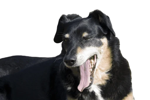 Yawning dog cutout on a transparent checkerboard