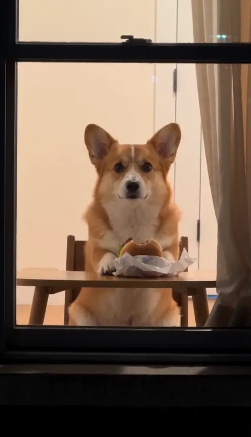 狗狗版
